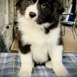 Border Collie Puppies from Beloved Border Collies