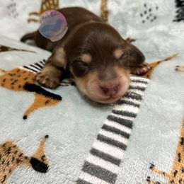 Dachshund Puppies from L&L 4D Dancer’s Dachshunds