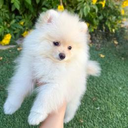 Boy1 - Cream male Pomeranian puppy in Avondale, Arizona from Mely Pomlove