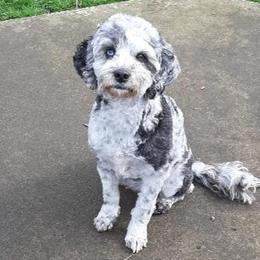 Squirrel - Australian Labradoodle