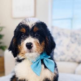 Bruce - Tri-color male Bernedoodle puppy in Port Orange, Florida from Royal doodles of Florida