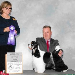 Fanny - Cocker Spaniel