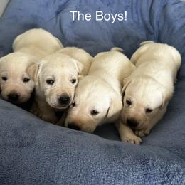 Labrador Retriever Puppies from Stonegate Labradors