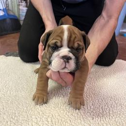 Etta - Fawn female Bulldog puppy in Clarinda, Iowa from Stimson Bulldogs