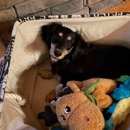 Dachshund Puppies from Golden Creek Farm