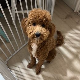 Millie - Poodle