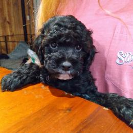 Cockapoo Puppies from Ouachita River Cockspoos