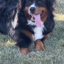 Edward Eddy - Tri-color male Bernese Mountain Dog puppy in Tacoma, Washington from Canyon Meadows Farm