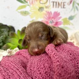 Phoenix AKC - Chocolate and tan male Dachshund puppy in Hendersonville, North Carolina from Snarky Doxy Miniature Dachshunds