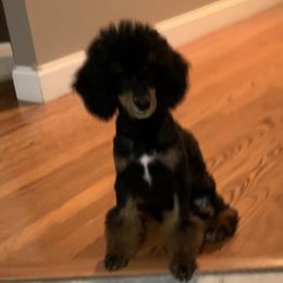 Bernedoodle and Goldendoodle Puppies from Cottrell’s Poodles & Doodles