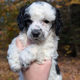Envy - Parti female Poodle puppy in Salem Township, Maine from Moirae Poodles