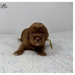 Dottie - Caramel female Australian Labradoodle puppy in Sacramento, California from Little Farmstead Labradoodles