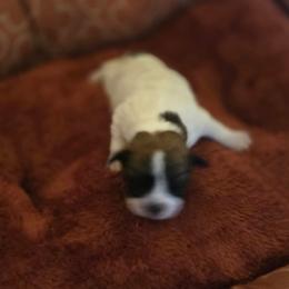 Girl 2 - Parti female Assorted Doodle Crosses puppy in Junction, Utah from Sugar Doodles