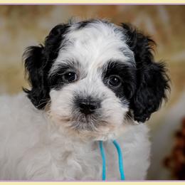 Ollie - Black and white male Cockapoo puppy in Connersville, Indiana from Deaz Doodle Ranch