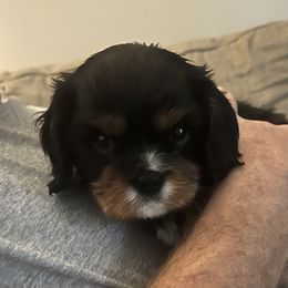 Boy 2 - Black and tan male Cavalier King Charles Spaniel puppy in Woodruff, Wisconsin from Cutesy Cavaliers