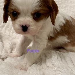 Cavalier King Charles Spaniel Puppies from Rhonda Davis