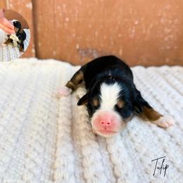 Tulip - Tri-color female Bernedoodle puppy in Wamego, Kansas from Doodles of Oz
