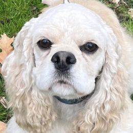 Daisy. Mae. - Cocker Spaniel