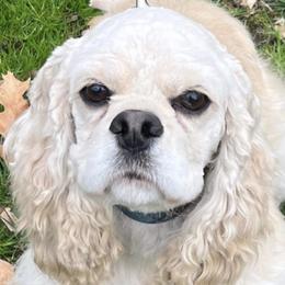 Daisy. Mae. - Cocker Spaniel
