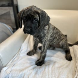 Mastiff Puppies from MLJ Mastiffs Florida