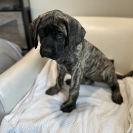 Mastiff Puppies from MLJ Mastiffs Florida