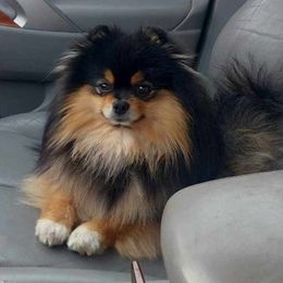 Bud - Pomeranian