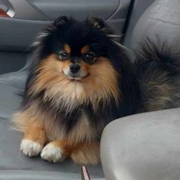Bud - Pomeranian