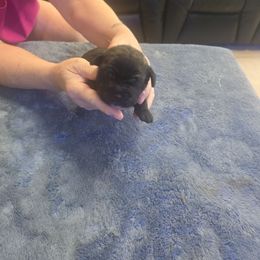 Black - Black male Cane Corso puppy in Jacksonville, Florida from Fleming Cane Corso's