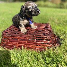 Dachshund Puppies from Northwest Dachshunds