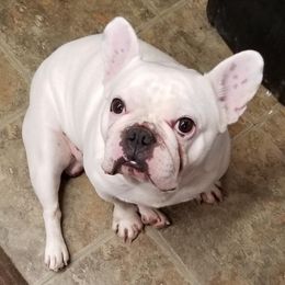 Boxers and French Bulldogs from Blue line French Bulldogs and Boxers