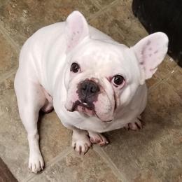 Boxers and French Bulldogs from Blue line French Bulldogs and Boxers
