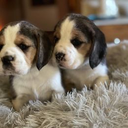 Beagle Puppies from Knockhill Beagles