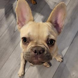 Jolie - French Bulldog