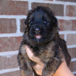 Green Collar - Black and red male German Shepherd puppy in Mount Vernon, Missouri from German Haus German Shepherds LLC