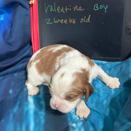 Valentine - Blenheim male Cavalier King Charles Spaniel puppy in Corona, California from Kelton Cavaliers