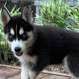 Siberian Huskies from Florida Husky Den