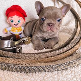 Mocha - Tricolors female French Bulldog puppy in Klamath Falls, Oregon from S-D Frenchies