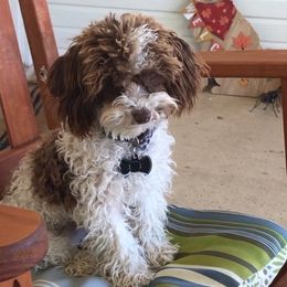 Poodles from Baby Bear Poodles