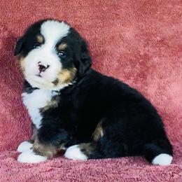 Tan Collar Male - Black rust and white male Bernese Mountain Dog puppy in Bristol, Tennessee from Holston Hollow Farm