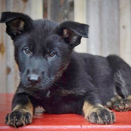 Belgian Malinois and German Shepherds from Haus Amberg Shepherds