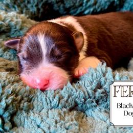 Ferdinand - Black tri-color male Australian Shepherd puppy in Liberty Hill, Texas from Emerald Isle Australian Shepherds