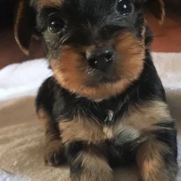 Yorkshire Terriers from Frankya’s Yorkie Connection LLC