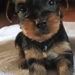 Yorkshire Terriers from Frankya’s Yorkie Connection LLC