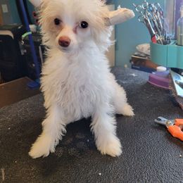 Villinelle - Chinese Crested puppy from Feathers End Kennels
