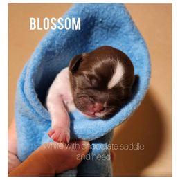 Shih Tzu Puppies from Rollins Farms Shih Tzus