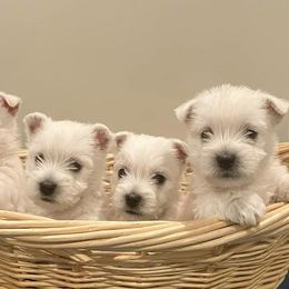 West Highland White Terriers from Barbara's West Highland White Terriers