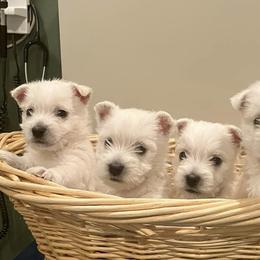 West Highland White Terriers from Barbara's West Highland White Terriers