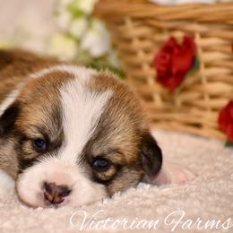 Oak - Red male Pembroke Welsh Corgi puppy in East Canton, Ohio from Victorian Farms