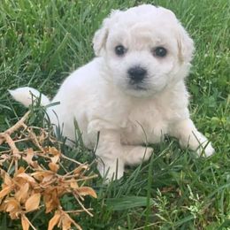 Bichon Frises from Jaelanee’s Bichon Frise
