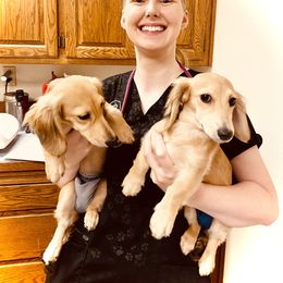 Dachshund Puppies from Northwest Dachshunds
